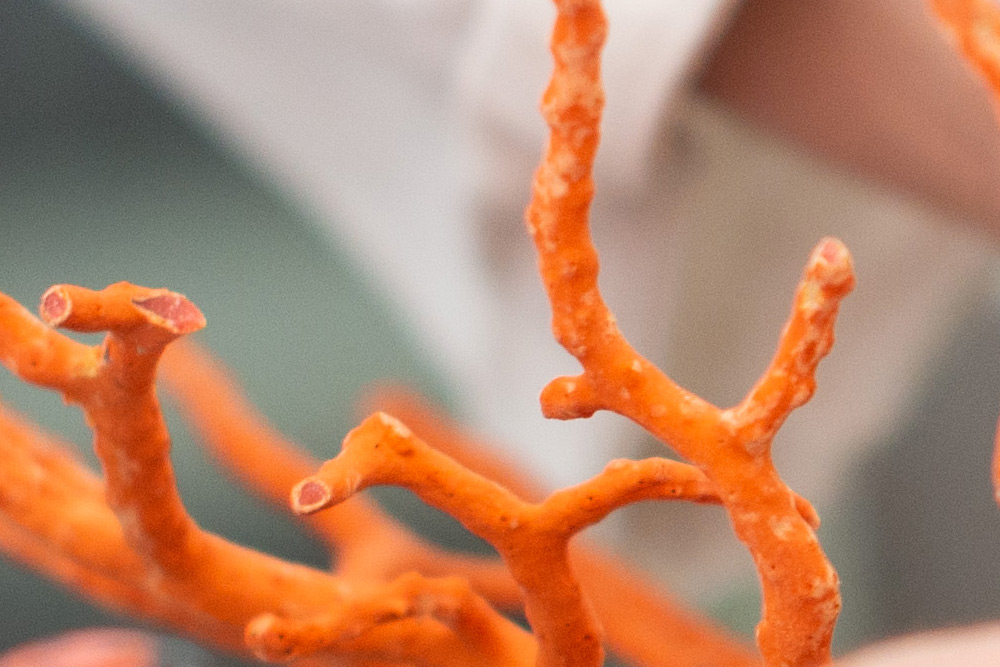 Il Corallo Il Corallo